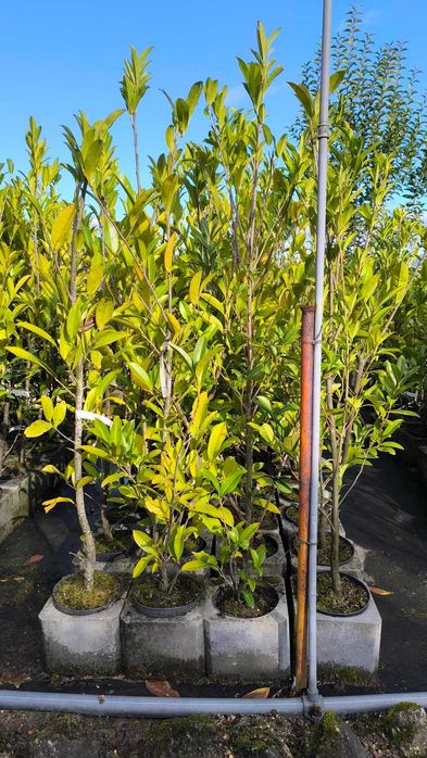 Laurus para vedação