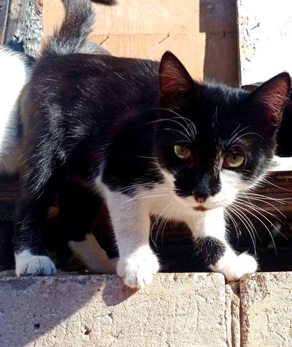 Котикам підліткам потрібні родини