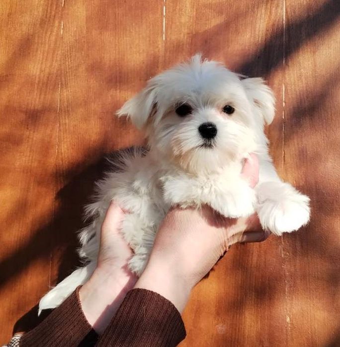 Цуценята мальтійської болонки