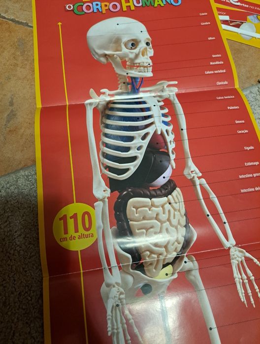 Esqueleto Corpo Humano - 110cm