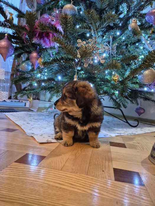 oddam w dobre ręce pieski