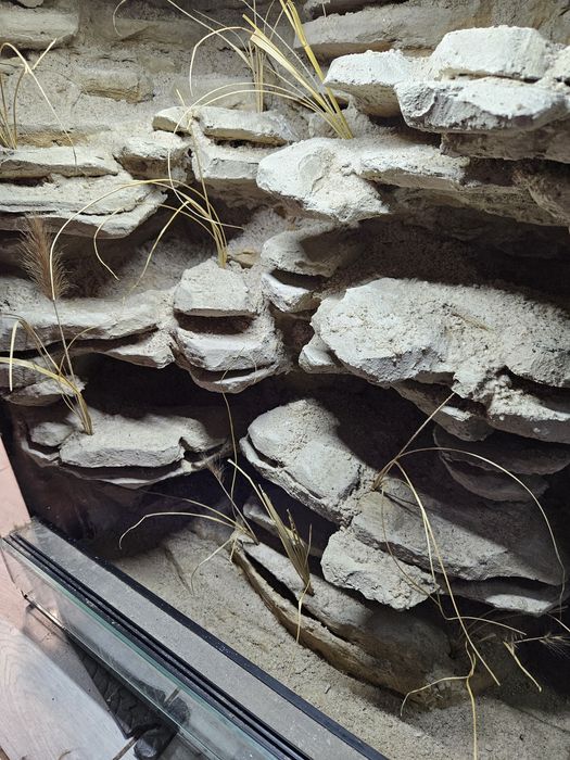 Terrarium pustynne gekon lamparci eublefar