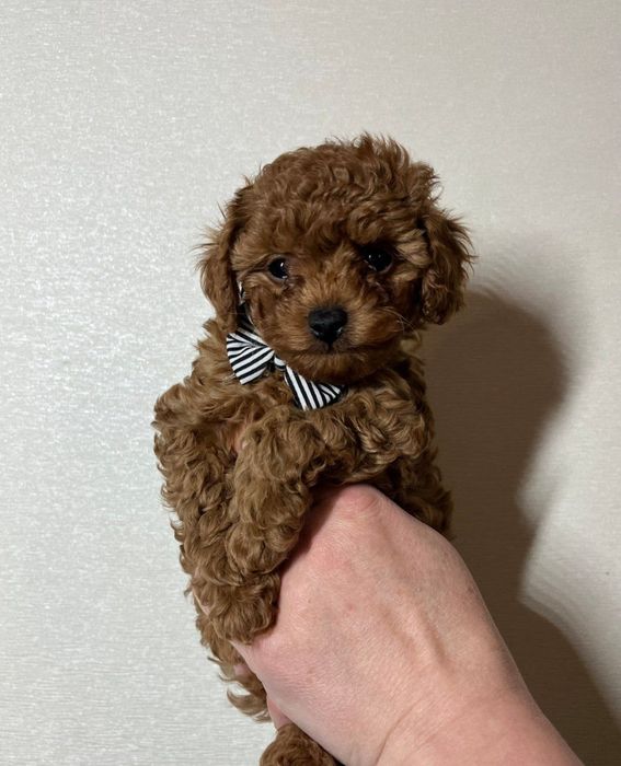 Хлопчик міні Той пудель