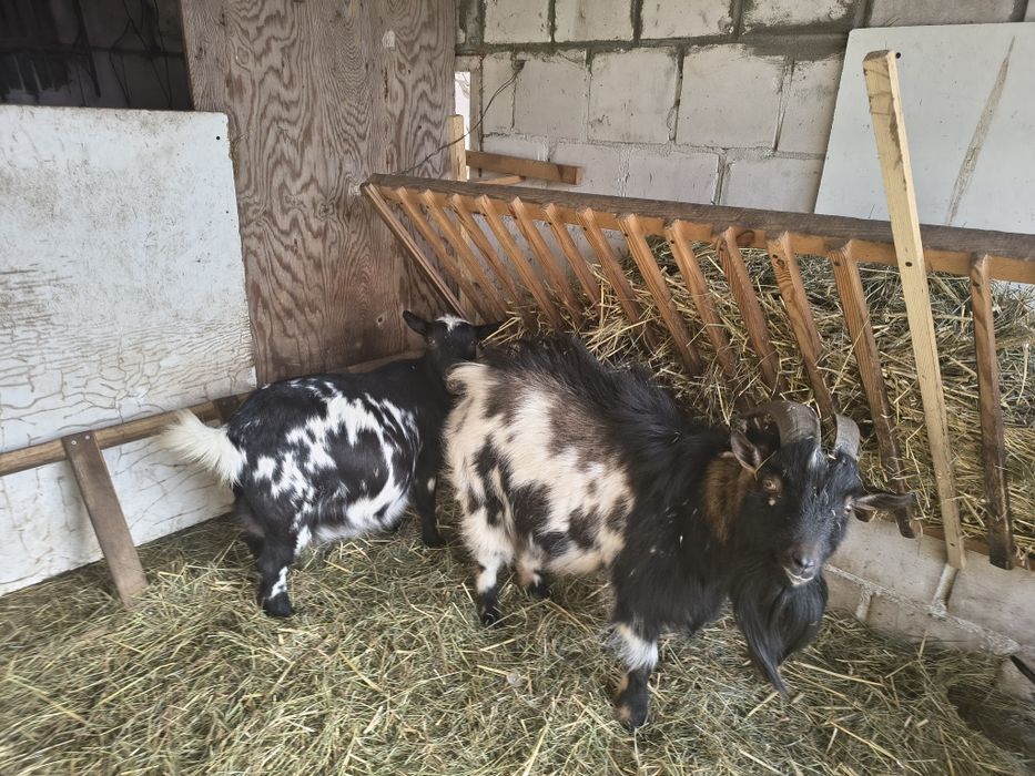 Kozioł koziołek miniaturka