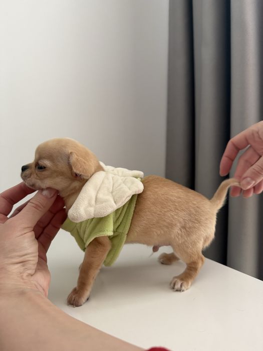 Золотий хлопчик міні чіхуахуа