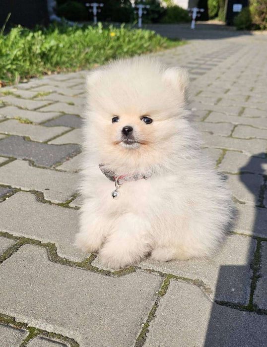 Szpic miniaturowy pomeranian