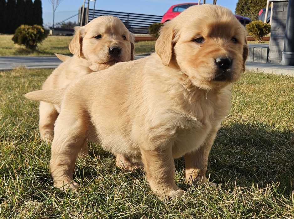 Golden retriver złoty