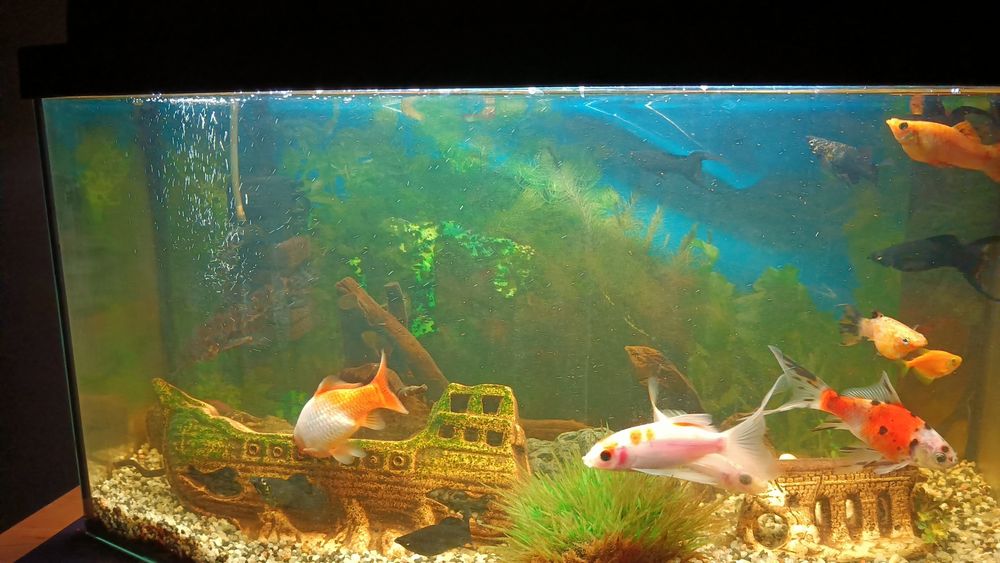 Witam sprzedam akwarium 54l kompletne .
