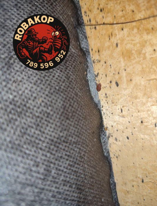 Odpluskwianie/Dezynsekcja/Osy/Szerszenie/Karaczany