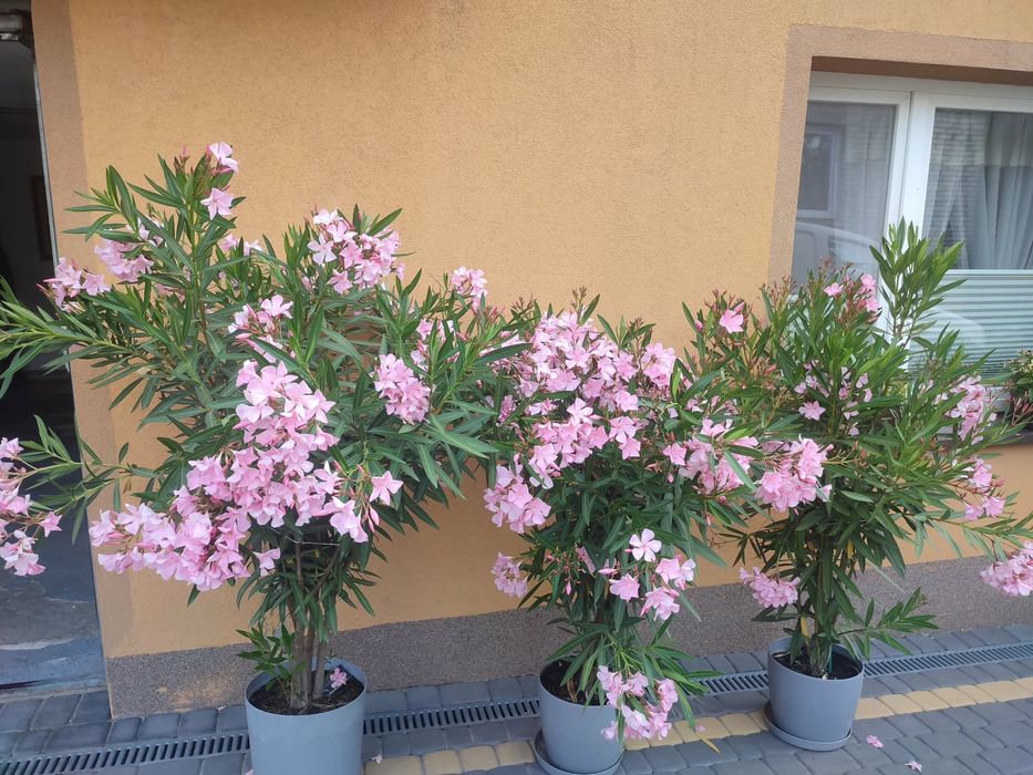 Oleander bialy i różowy