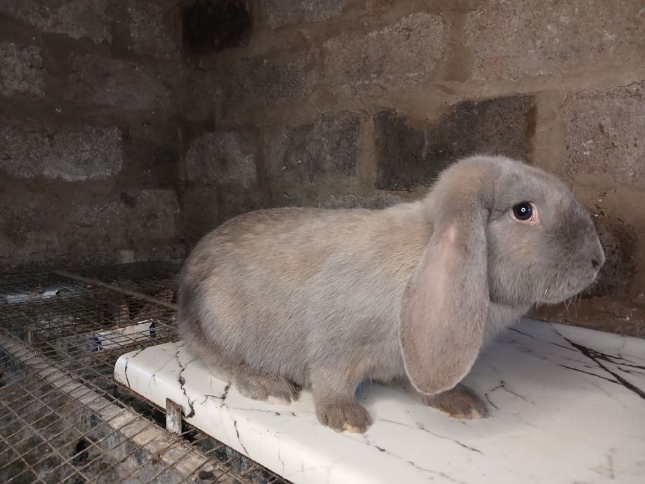 Кролі, кролики , самочки