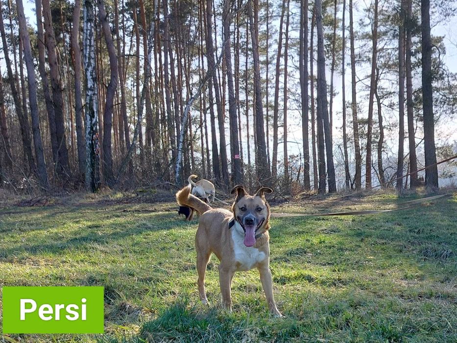 Psy: Leon, Persi i Dexter szukają domów, pies