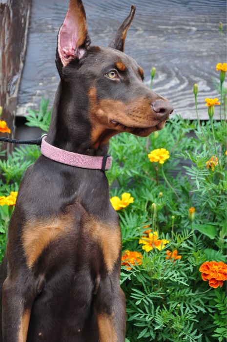 Доберман золота дівчинка