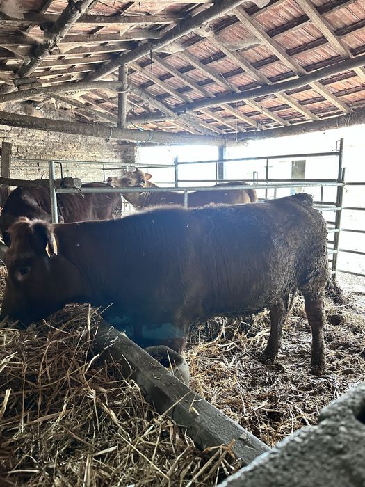 Vitela red angus