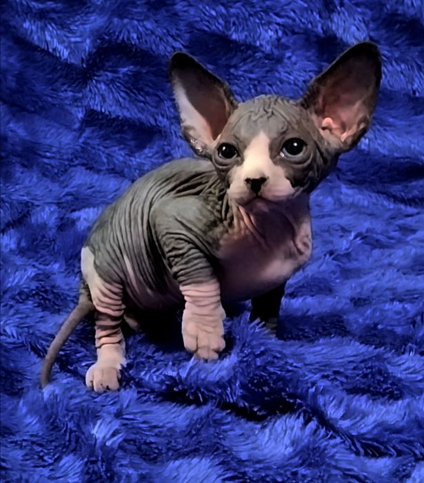 Эльф-страйт.Мальчик канадского сфинкса