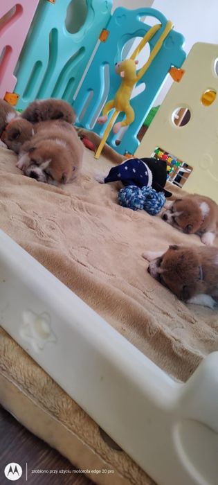 Akita inu szczeniak