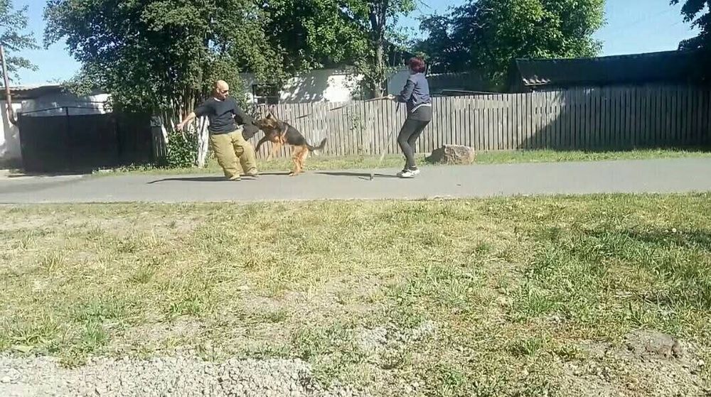 Німецька вівчарка puppies