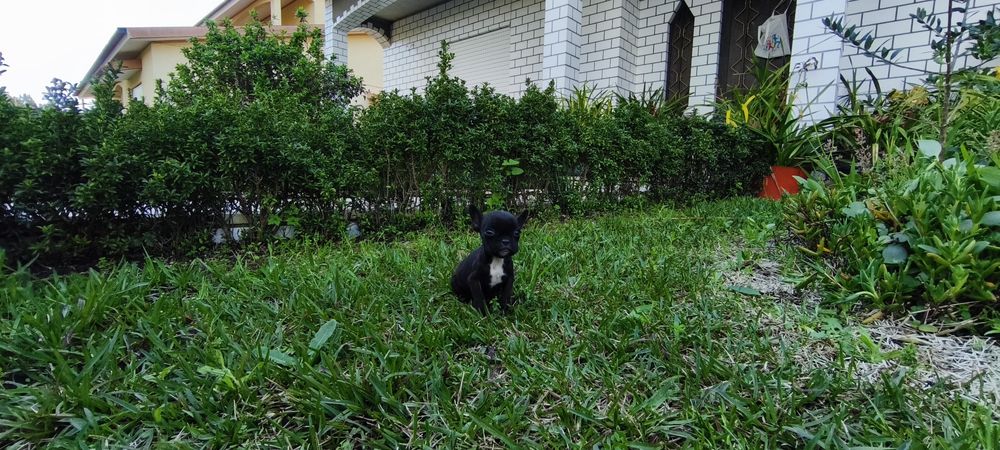 Bulldog francês criado em ambiente familiar disponível para entrega im