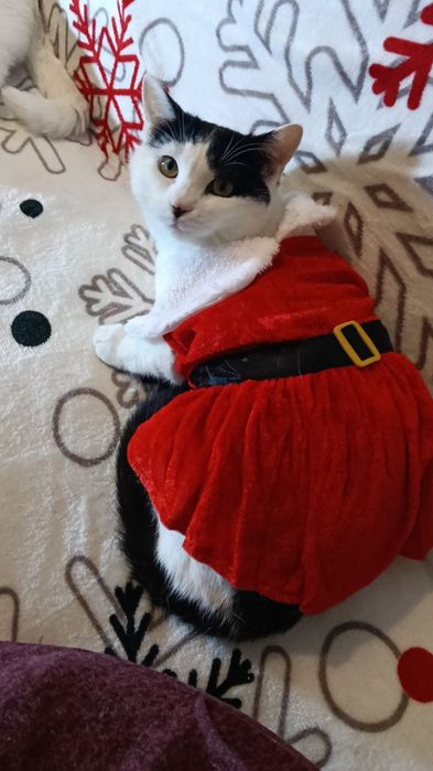 Красивые кошечки из приюта