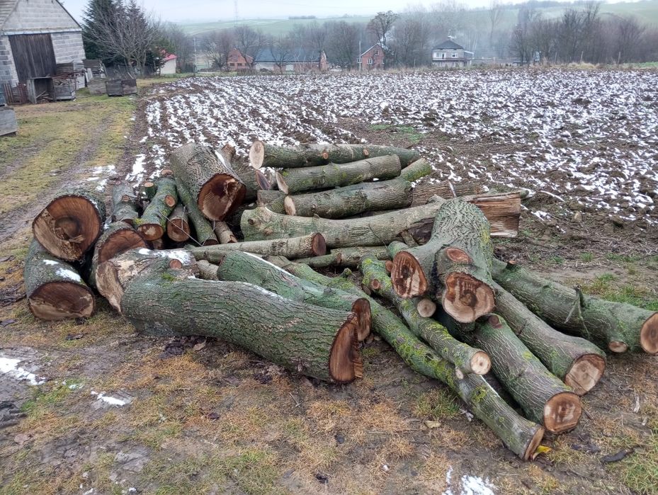 Orzech włoski, pien, konar