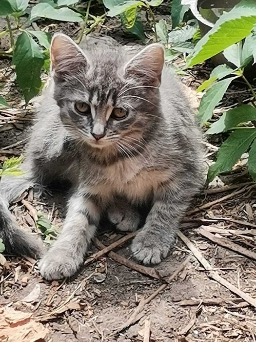 Котята ищут дом.