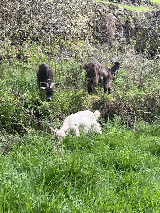 Cabras para Venda