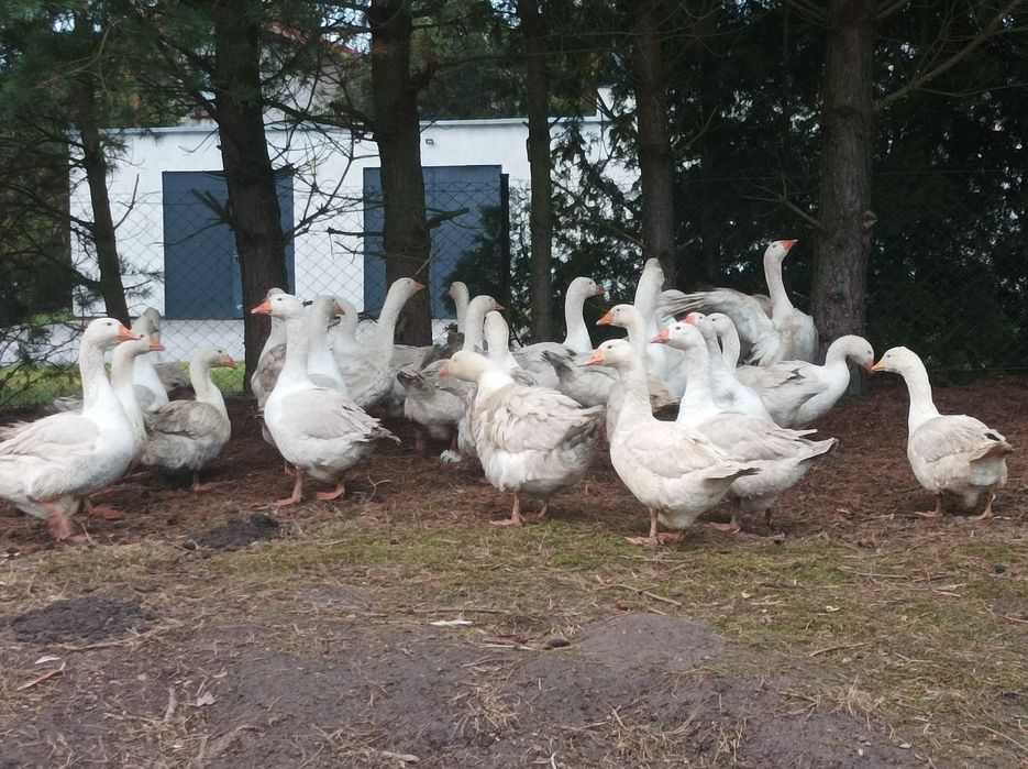 Sprzedam.   Gęsi