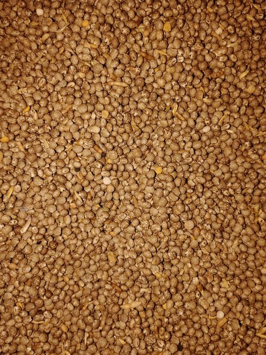 Łubin gorzki niebieski