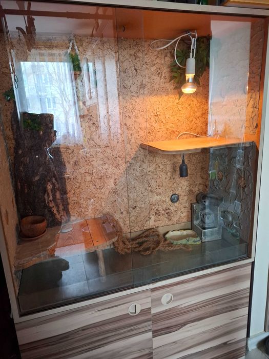 Terrarium dla Agamy brodatej