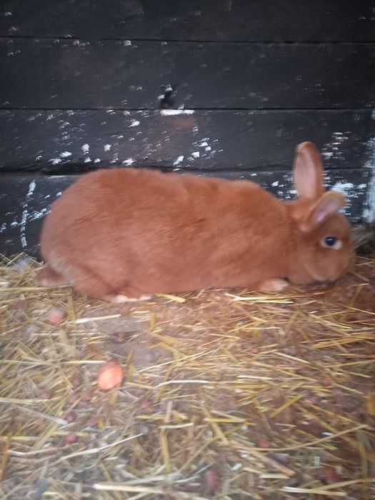 Nowozelandzki czerwony samica