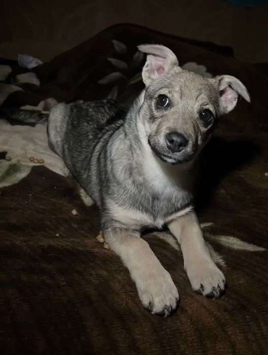 Собака Луна, дуже ніжна та чутлива