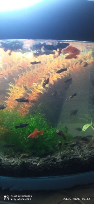 Продам свою рыбку