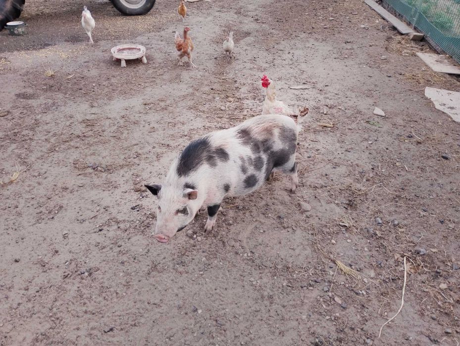 Świnki wietnamskie