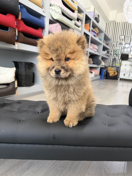 Chow chow menina