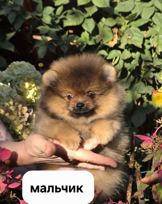 шпиц померанский мальчик