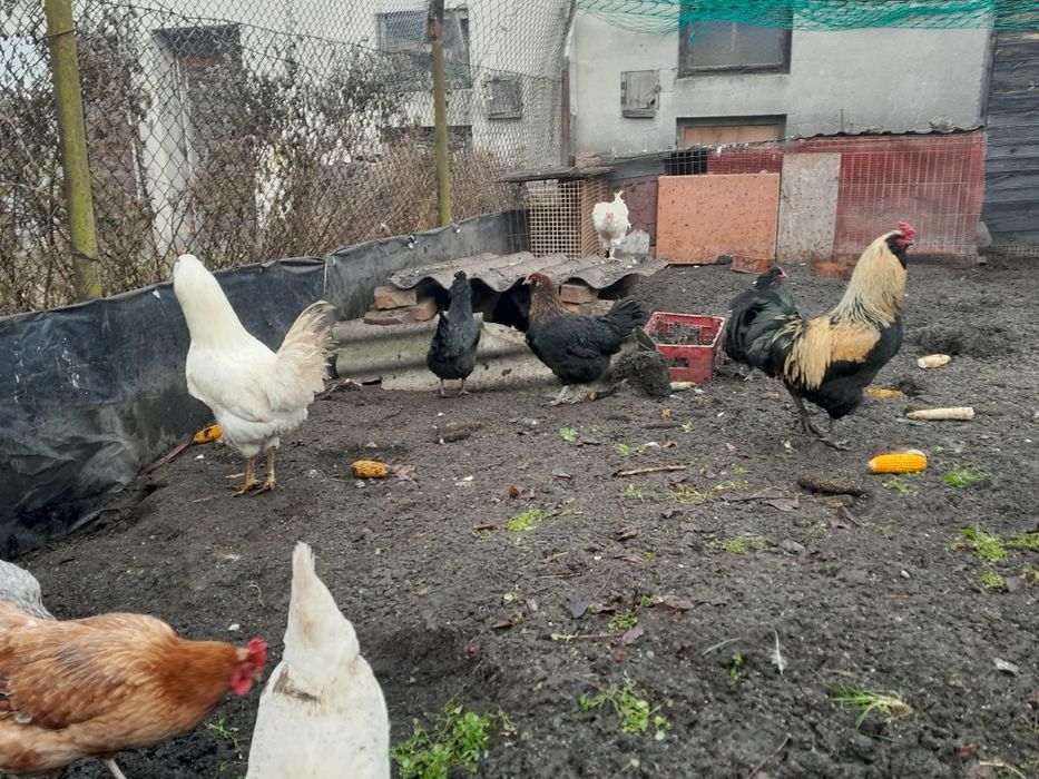 Jaja lęgowe araukana ogonisty