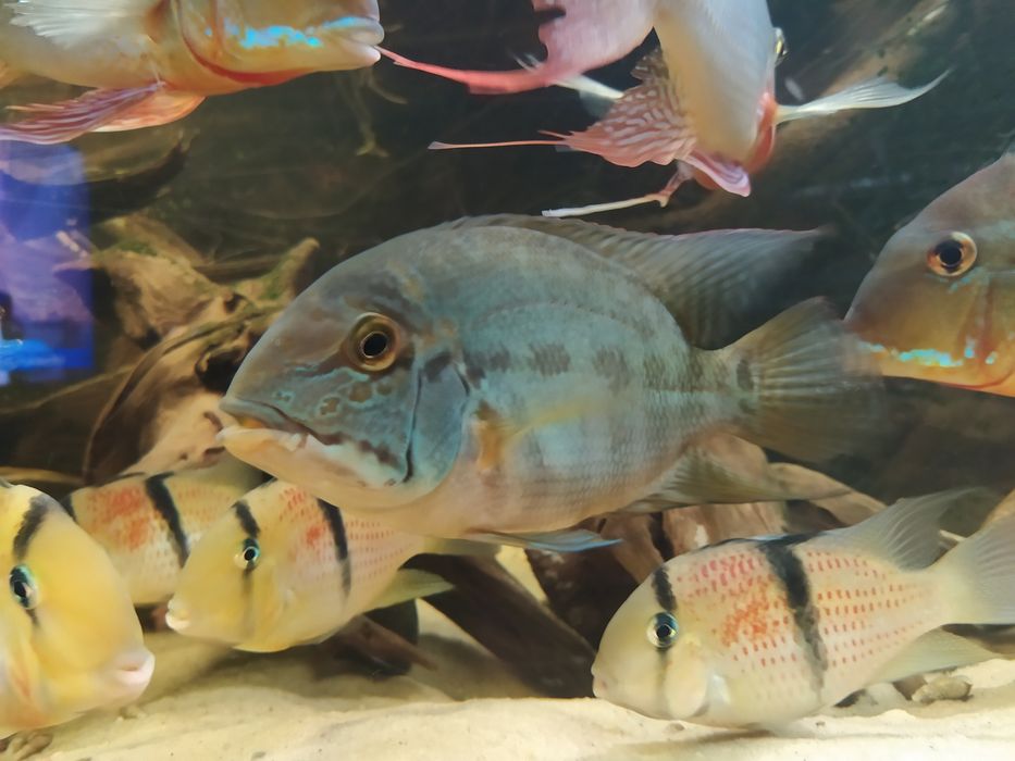 Pielęgnica Hoplarchus psittacus