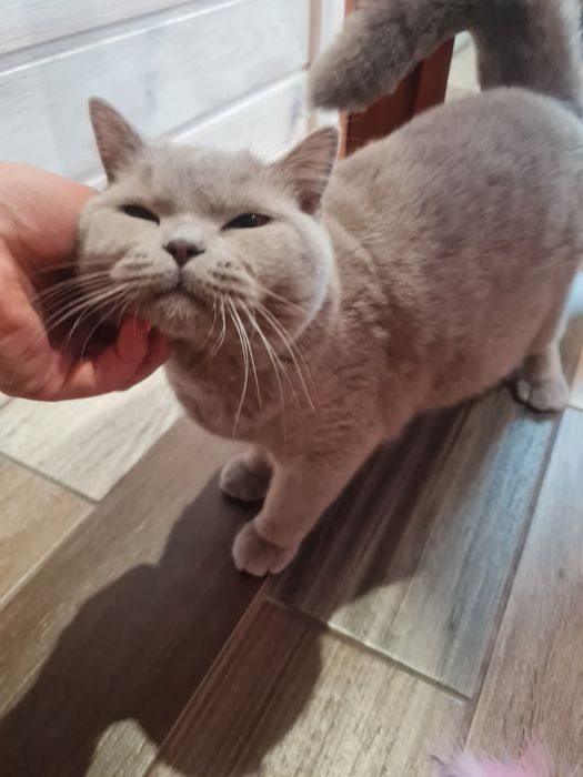 Hotel dla kota Poznań, Września "Kocie Apartamenty