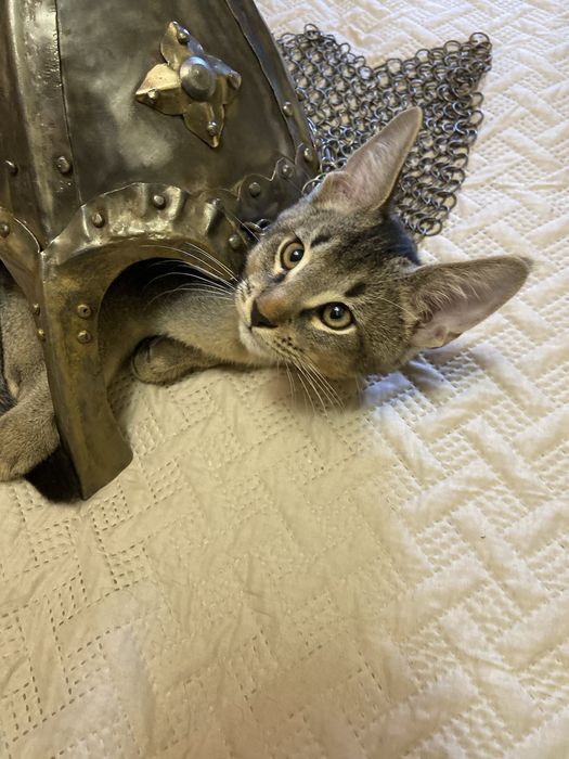 Роскошный котенок Чаузи F4
