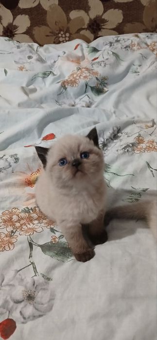 Продам котят скотиш страйт