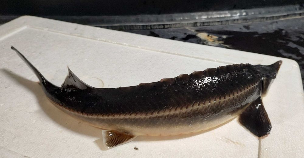 Стерлядь (осетровий вид) самки та самці