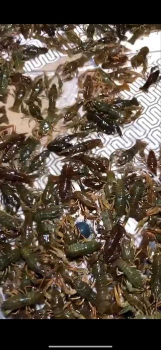 Річкові РАКИ до свята