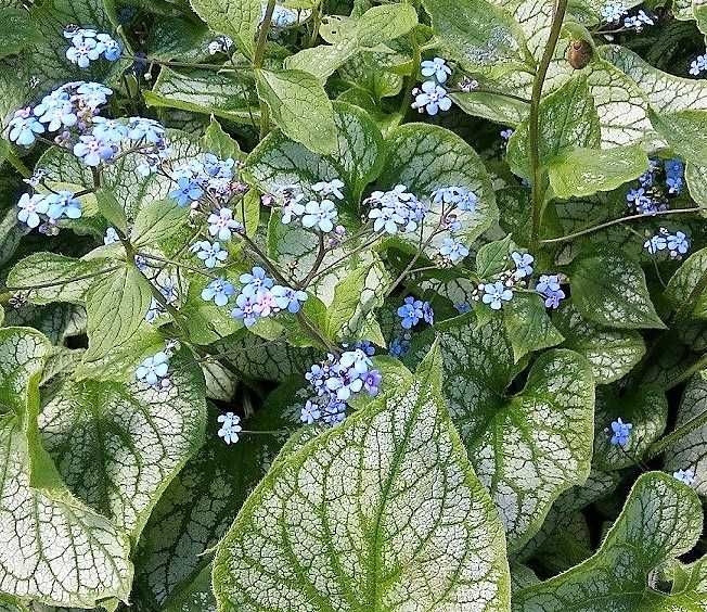 Бруннера великолиста Jack Frost.