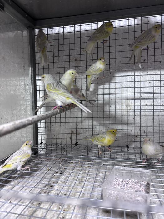 Canario Opala Amarelo