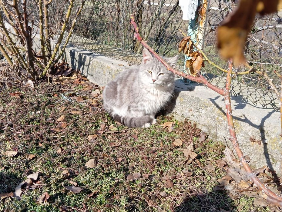 Отдам котёнка в добрые руки