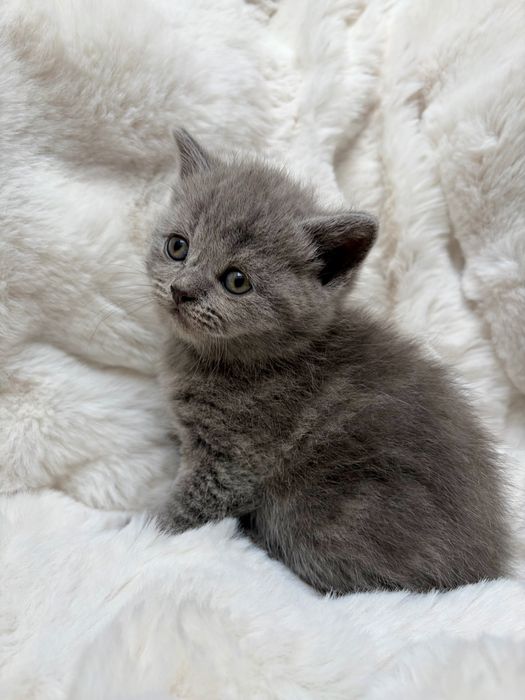 Kotka brytyjska niebieska krótkowłosa