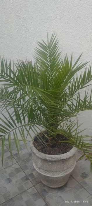 Palmeira marcuzan mais estrelicias