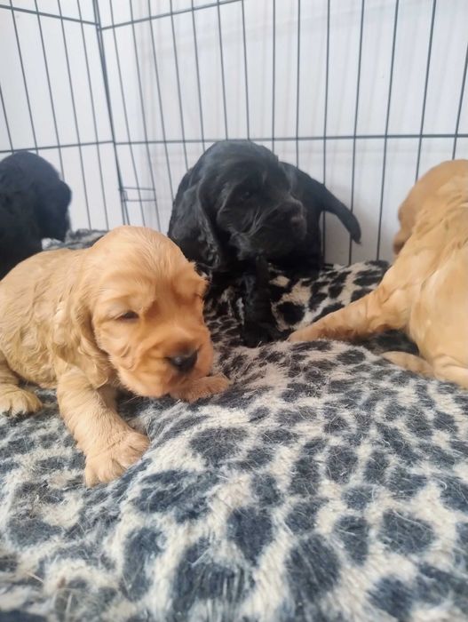 Cocker Spaniel Angielski