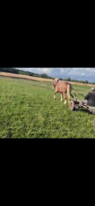 Ogier zimnokrwisty z pochodzeniem