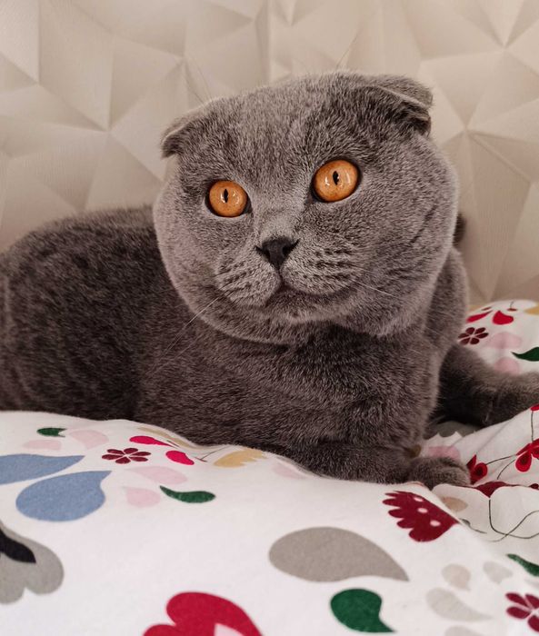 Шотландські кошенята Заводчик